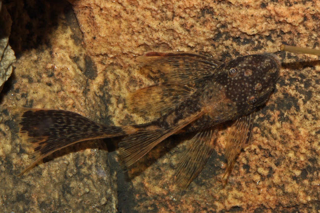 Dragonslöj ancistrus
