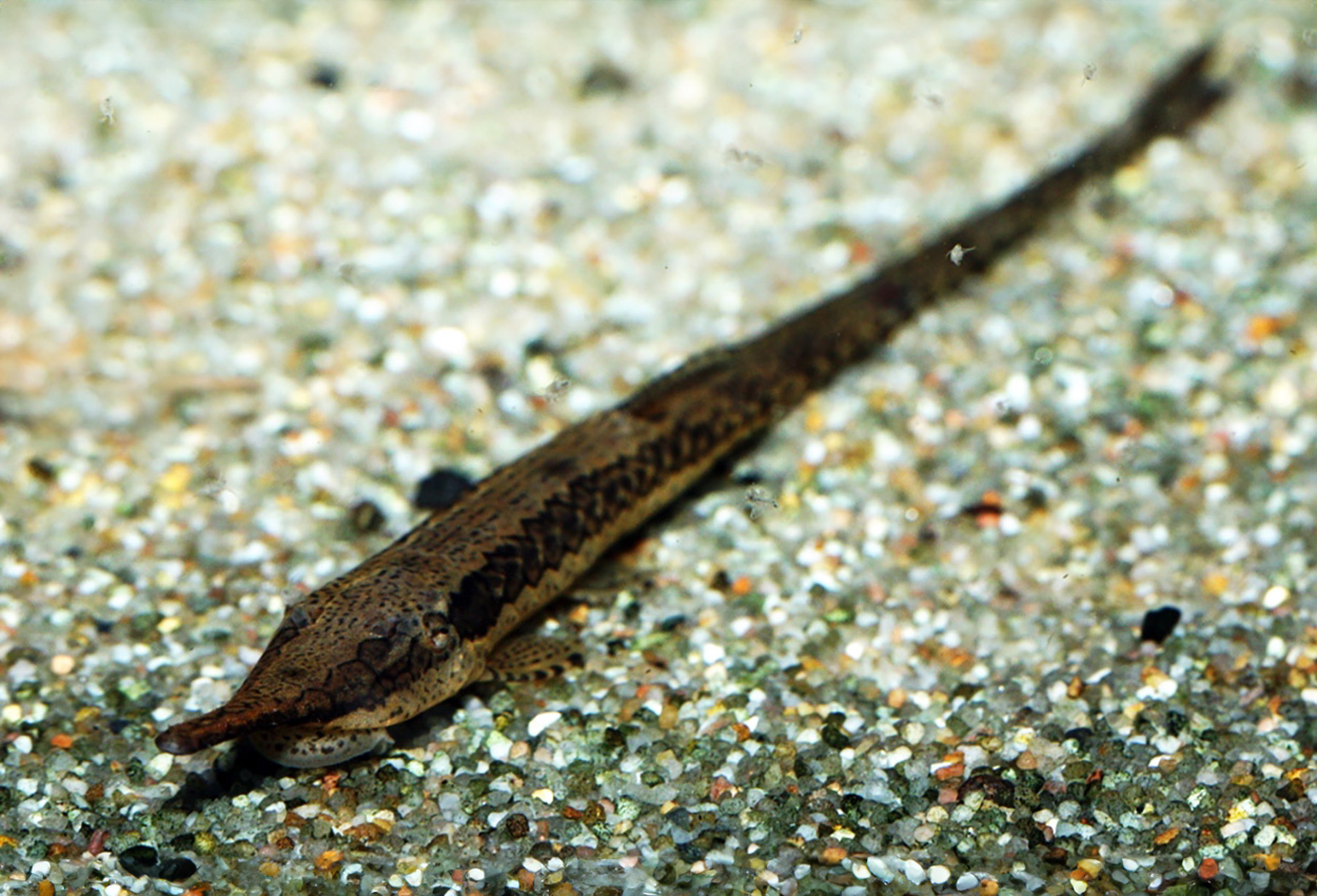 Liten grenmal, twig catfish