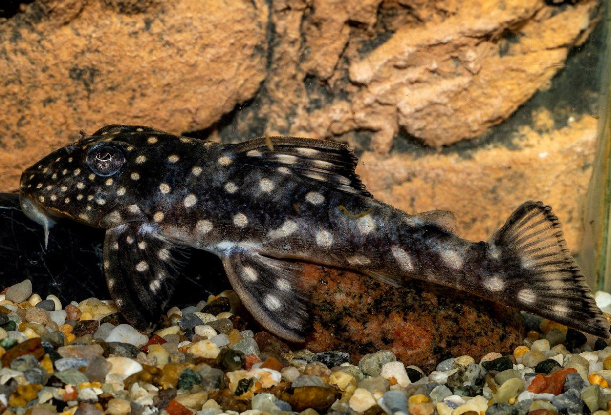 San Filipés snowball pleco