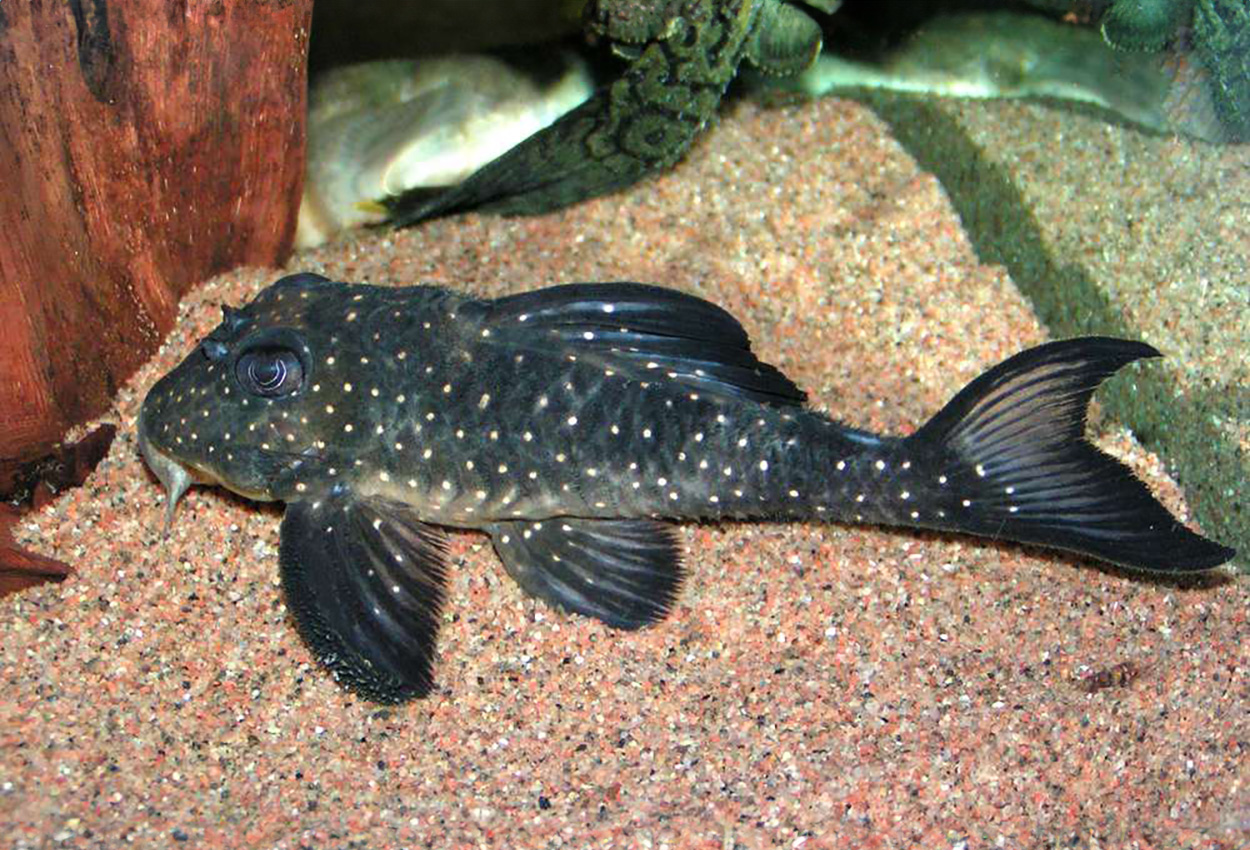 L102, Snowball pleco