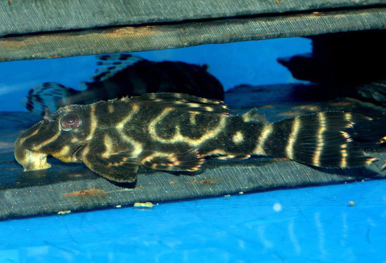 L270, L307 (Tapajos zebra pleco), LDA076 (chocolate zebra pleco)