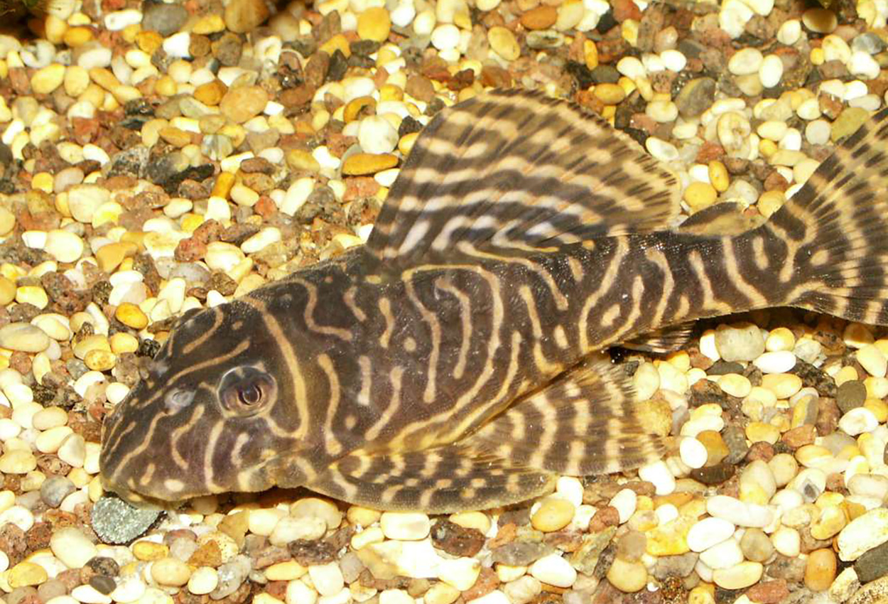 L401, L318, Rio Curua pleco, gul zebrapleco