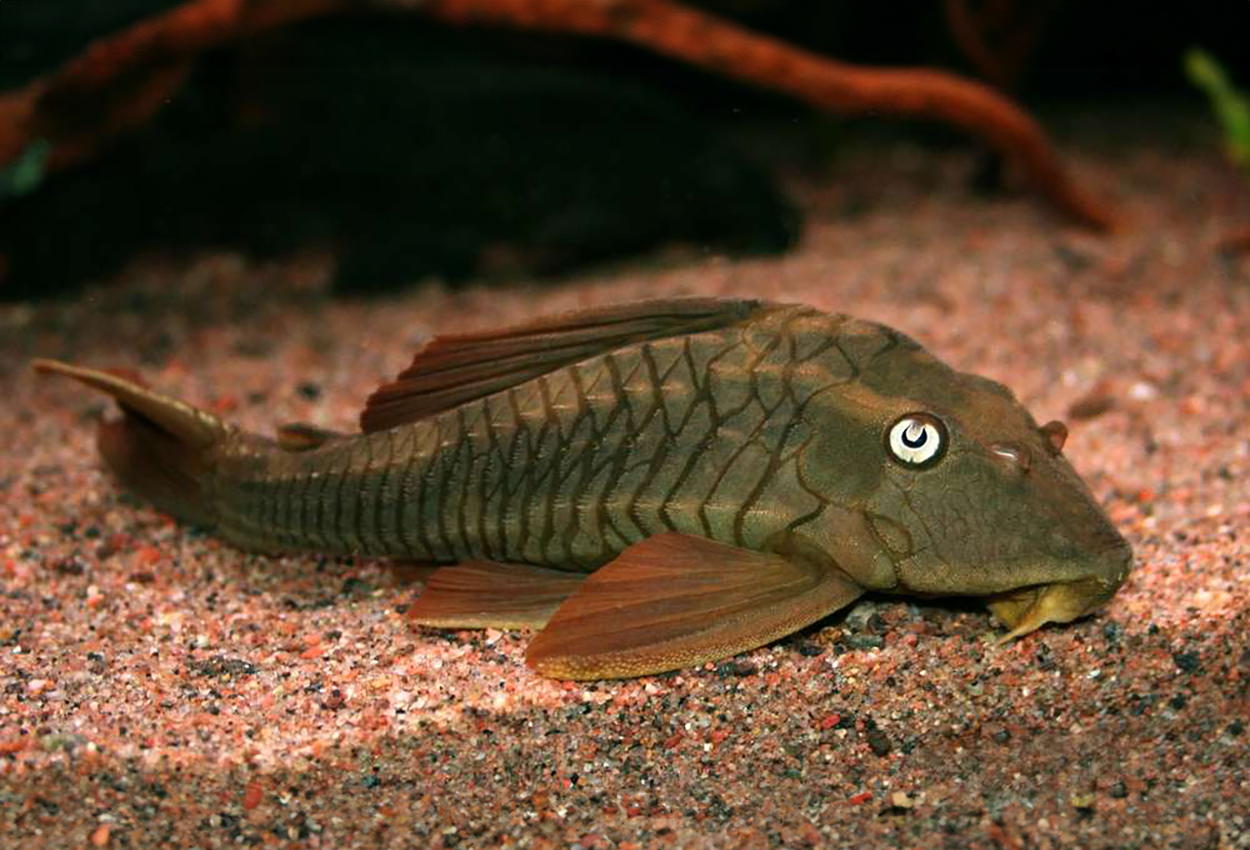 L 137, blue eyed red fin pleco, blåögd cochliodon