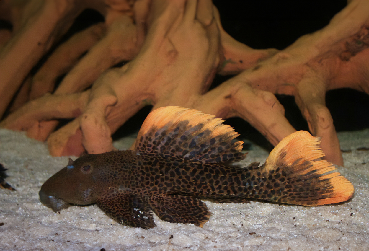 Foto på fisken Pseudacanthicus cf. leopardus