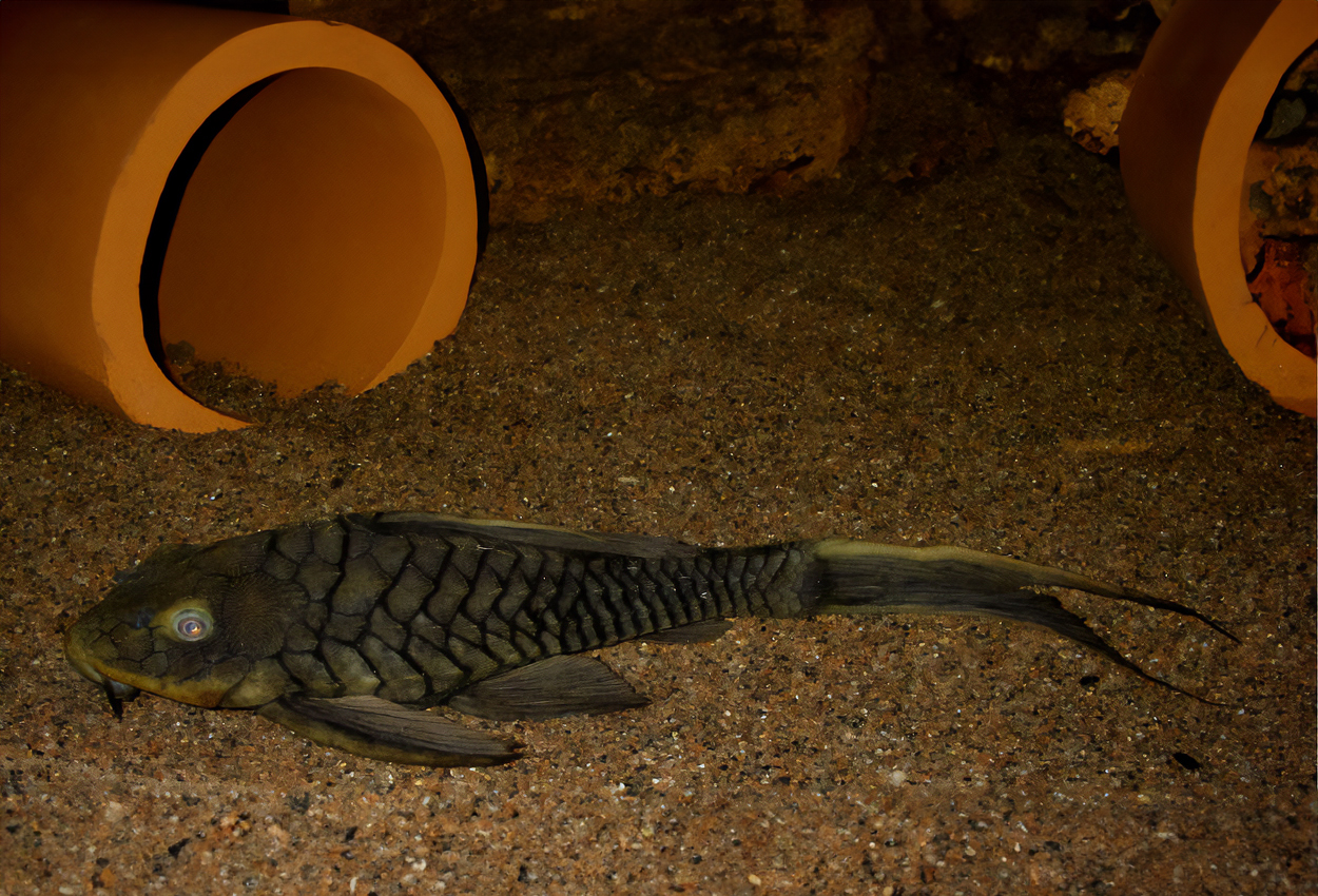 Pine-cone pleco, orangekindad pleco