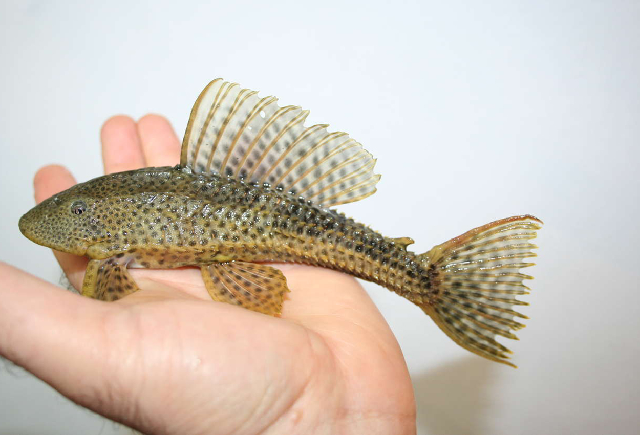 Webers pleco