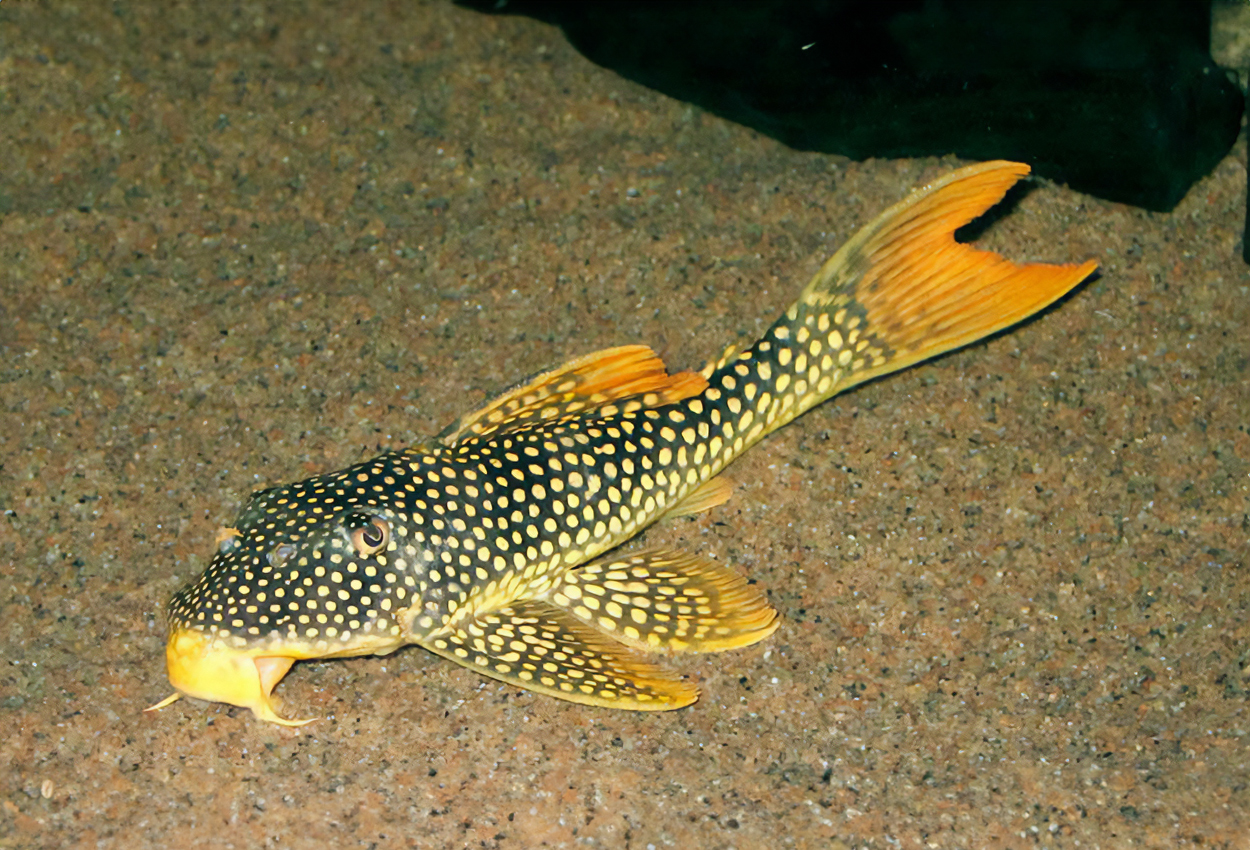 Guldpleco, sunshine pleco, L014