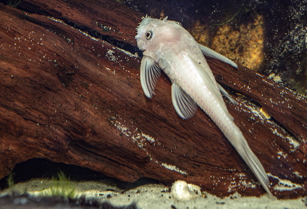 Snow white ancistrus 