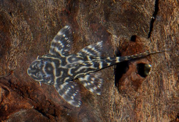 Stor ozelotpleco