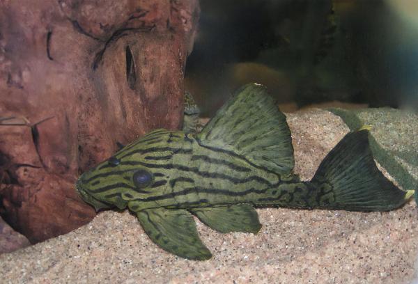 L 191, Broken line royal pleco