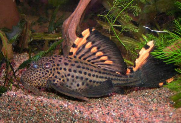 L091, tre flekkete pleco