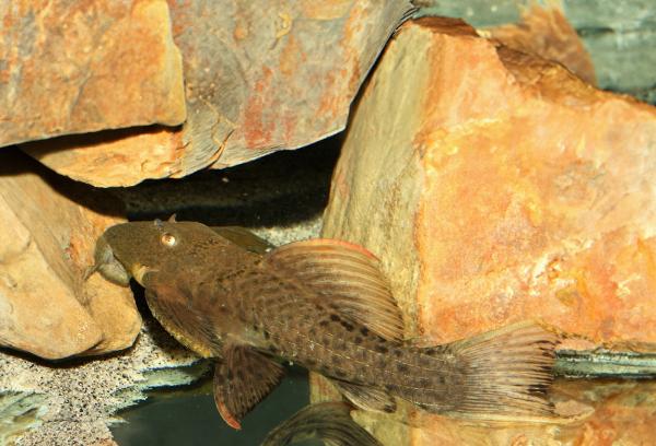L024, kaktus pleco