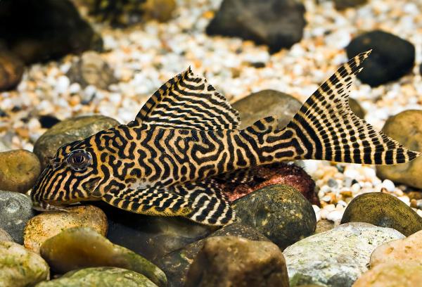 King Tiger Pleco, L066
