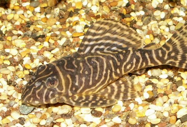 Rio Curua pleco 