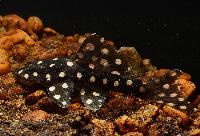 L082, opalprickig pleco, polka-dot cigarrpleco