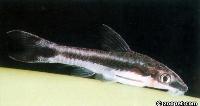 <i>Otocinclus</i> sp. eventuellt <i>Otocinclus bororo</I>