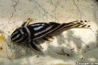 <i>Hypancistrus zebra</i>