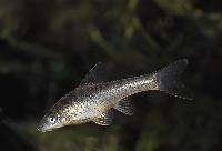 <i>Otocinclus affinis</i>