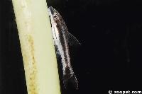 <i>Otocinclus</i> sp. eventuellt <i>Otocinclus bororo</I>