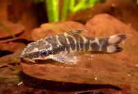 Zebraotocinclus