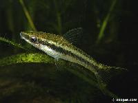 <i>Otocinclus vittatus</i>