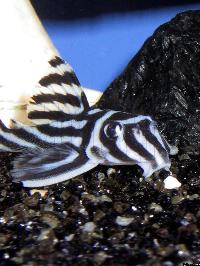 <i>Hypancistrus zebra</i> (hane)