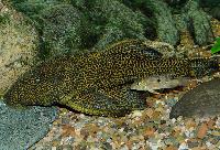 Azurra/jätte-pleco, jätteancistrus