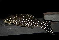 Snowball, Stor vitprickig pleco, L142, LDA33