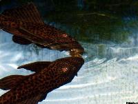 <i>Glyptoperichthys gibbiceps</i>