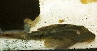 <i>Cochliodon soniae</i>