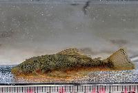 <i>Chaetostoma thomsoni</i>