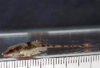 <i>Sturisomatichthys leightoni</i>