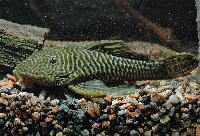 <i>Parancistrus</i> sp. LDA046