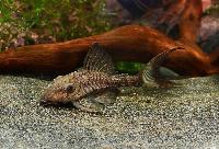 L203, LDA65, Titanic pleco, Volkswagen pleco