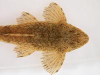 <i>Hemiloricaria parva</i>