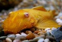 Albino/guld/gul ancistrus, L144, L144A