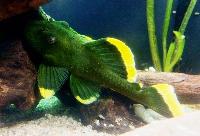 Magnum/mango pleco, L047