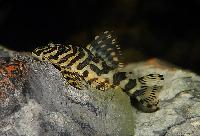 L134, leopardgrodpleco, Leopards grodpleco.