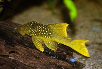 L200, high-fin, guldgul pleco, grön fantompleco