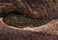 Snowflake pleco, L026