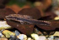 Niger otocinclus