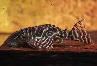 L129, Colombian zebra pleco