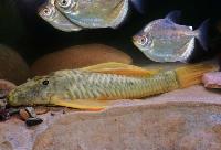 <i>Hypostomus luteus</i>