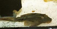 <i>Cochliodon soniae</i>