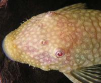 <i>Ancistrus</i> sp. 'albino'