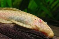 <i>Ancistrus</i> sp. 'albino'