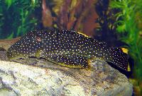 Golden nugget pleco, L081