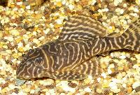 L401, L318, Rio Curua pleco, gul zebrapleco