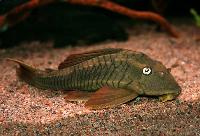 L 137, blue eyed red fin pleco, blåögd cochliodon