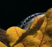 <i>Otocinclus cocama</i>